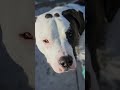 SunnyDay Dogo #dog #dogs #dogshorts #puppy #bully #bulldog #pitbull #dogo #achilles #k9 #bull