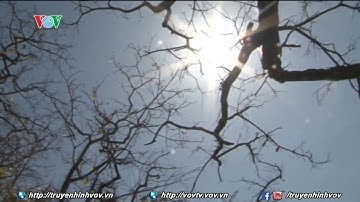 Cháy rừng và nâng cao mức cảnh báo cháy rừng ở nhiều địa phương  | VOVTV