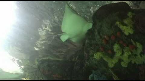 PL1: FOSSIL JAWED FISH