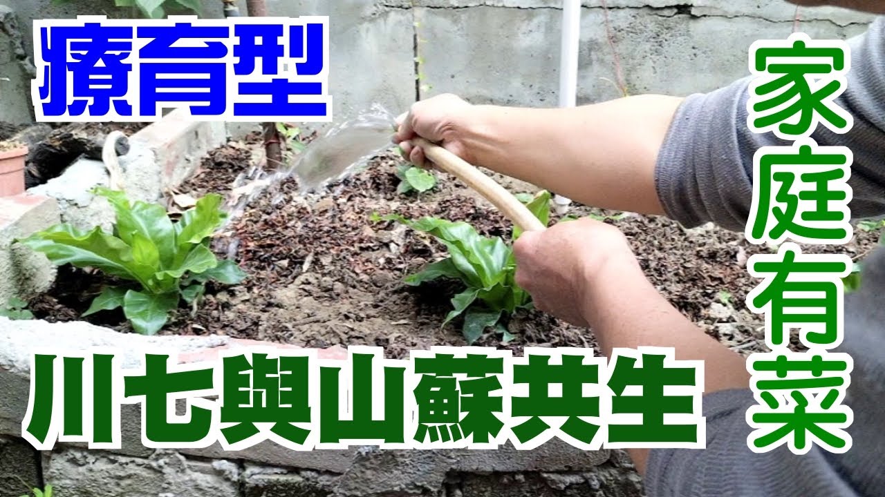 【家庭有菜】爬藤的川七與山蘇可以種在一起嗎？我們試試看好嗎？ - YouTube