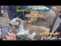 Saturday Market In Chaouia Settat 25 04 2026 With The Price Of A Lamb Eid Al Adha 