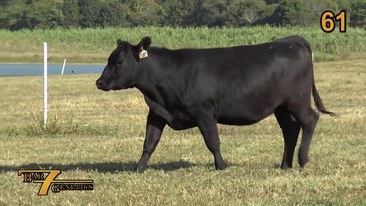 Black Angus Bar 7 Genetics Lot 61