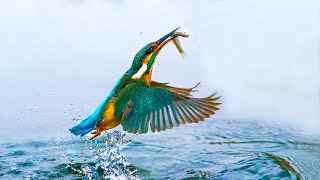 Kingfisher's Hunting- Fish Hunting Part-1