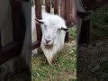 Коза Бранденбургская #animals #shorts #goat #cute  #cuteanimals