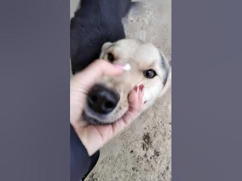 смішна собака дивитися до кінця - YouTube