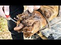 Ep104 Cut Clean And Trimming Steel And Nailed Was Stuck In Cow Hoof Ep104 Cut Clean And Trimming Steel And Nailed Was Stuck In Cow Hoof