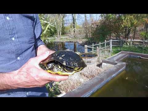 Video: Loggerhead Musk Turtle