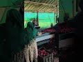 🧅 **Premium Onion Processing Machinery – Manufactured by Us!** 🏭 #agriexport #globaltrade