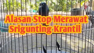 Alasan Stop Memelihara Burung Srigunting Krantil