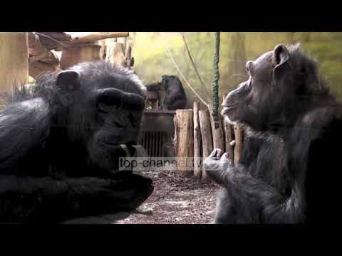 Video: Majmuni Bonobo është majmuni më i zgjuar në botë