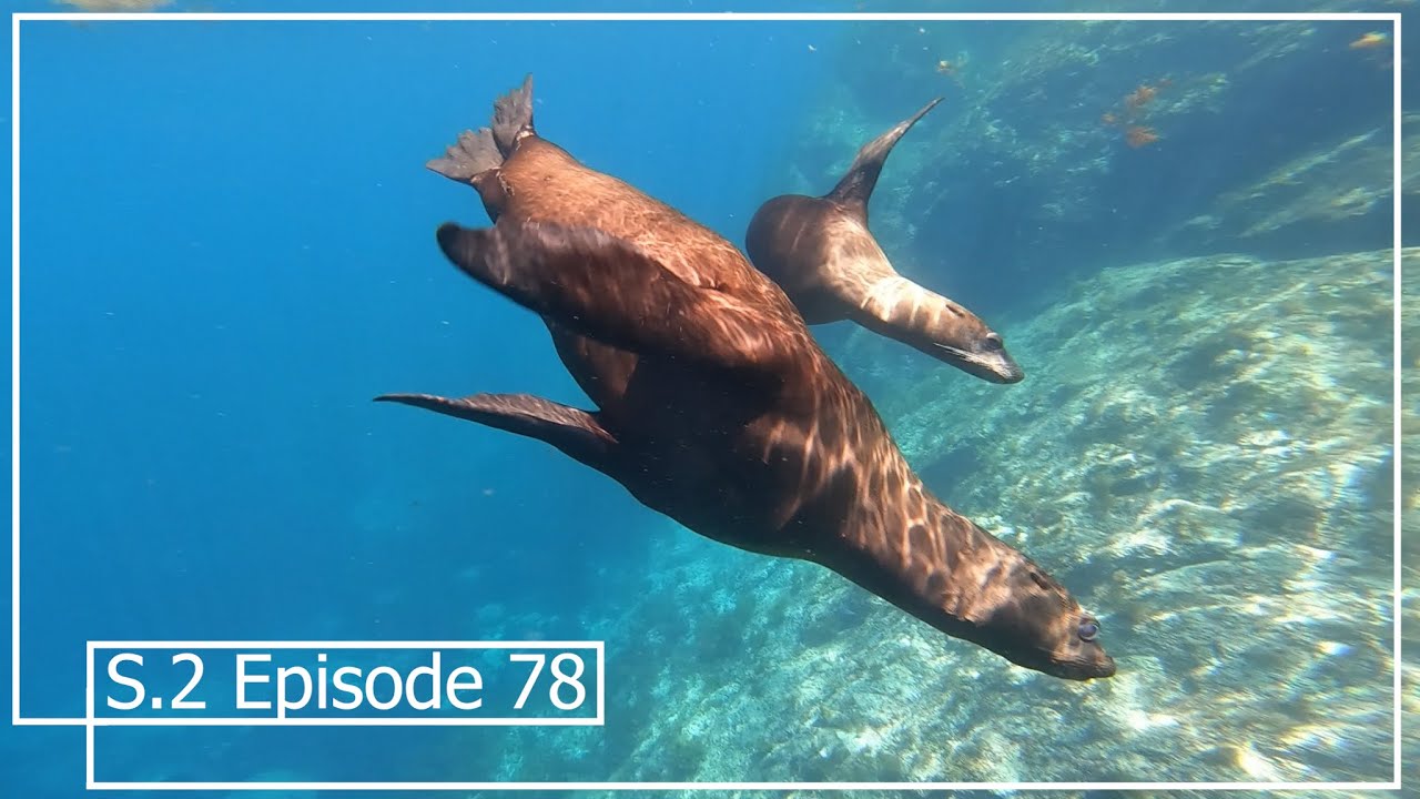 Great Time in San Carlos, Mexico; Swimming with Sea Lions & Boat Work | Episode 78