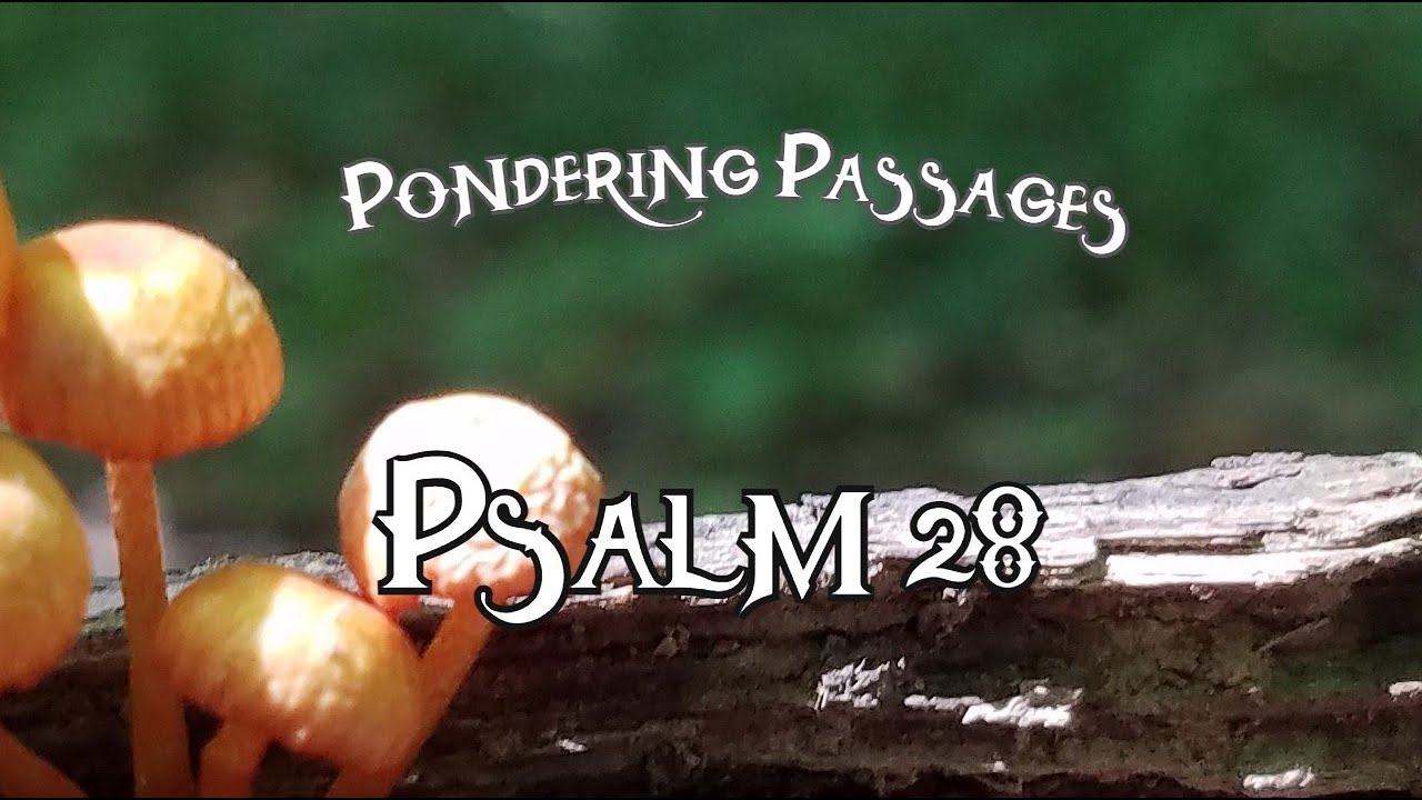 Pondering Psalm 28