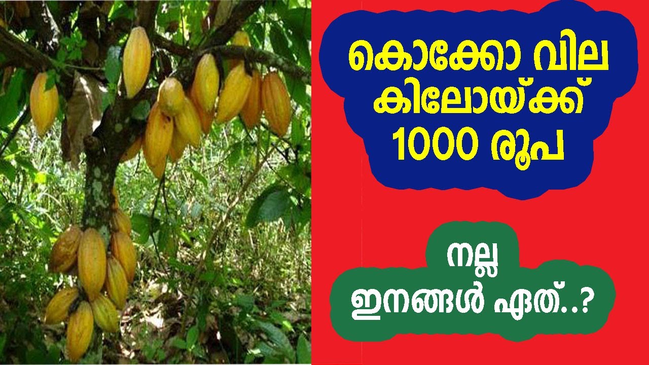 ഈ കാര്യങ്ങള്‍ അറിയാതെ കൊക്കോ കൃഷി ചെയ്യരുത്  #cocoa #farming