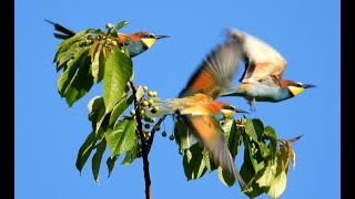 Vlha pestrá, European bee-eater, Bienenfresser, Bijeneter, Guêpier d'Europe, #birds