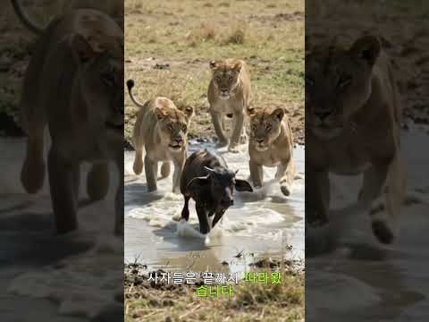 사자 무리가 새끼 물소를 노린 순간 벌어진 일 (Lions Cornered a Baby Buffalo—Then Its Mother Charged) thumbnail