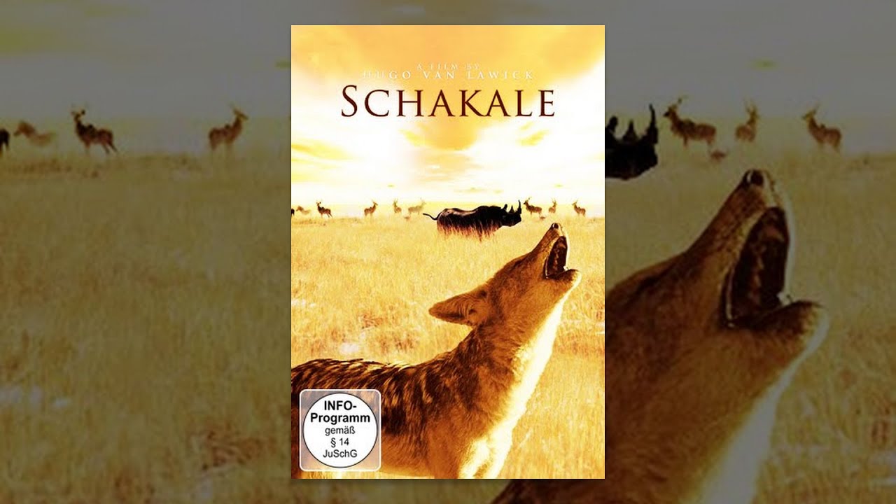 Schakale - Tiere ganz nah