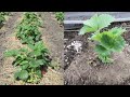 🍓Посадка клубники весной для начинающих Как правильно посадить землянику Схема посадки клубники
