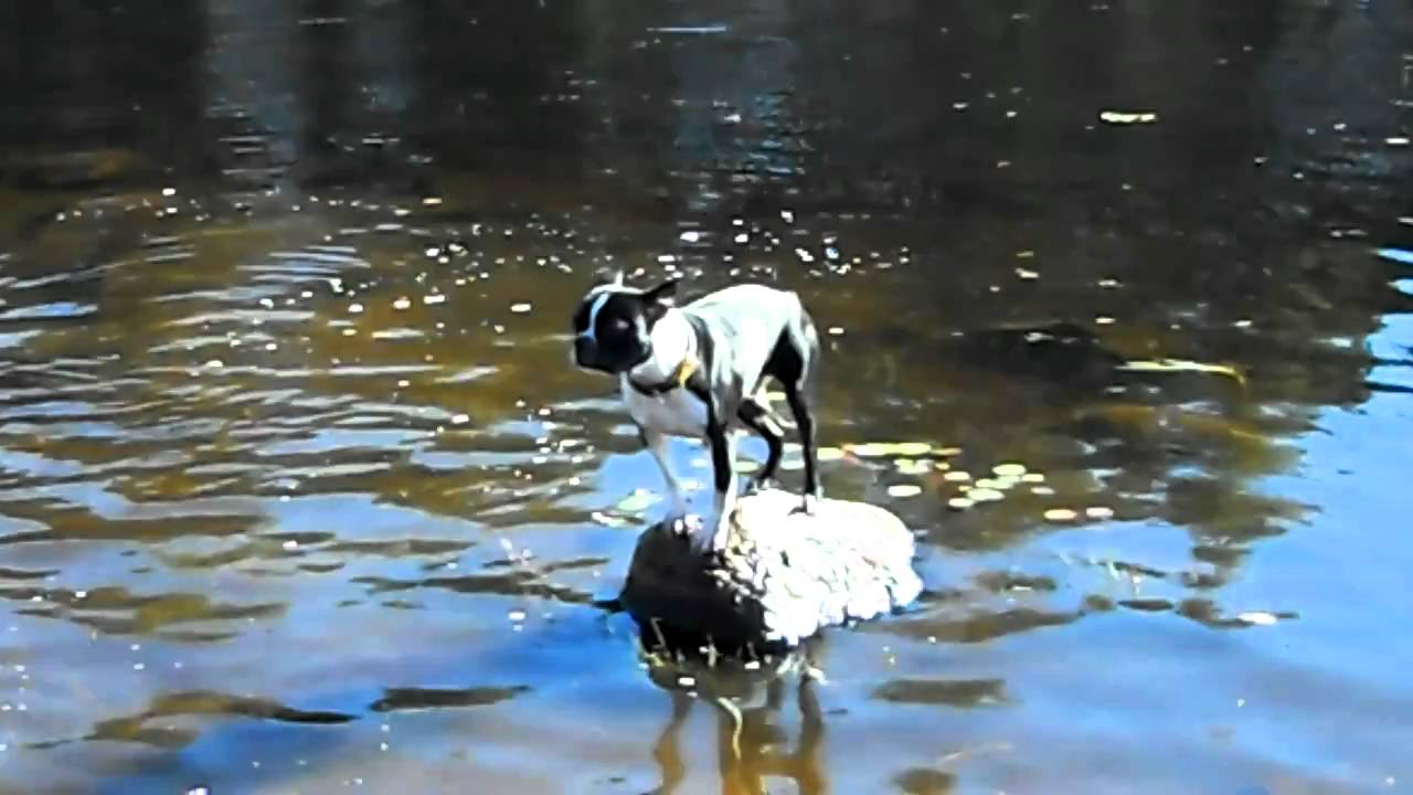 Eggnog the dog stuck on a rock he walked out onto