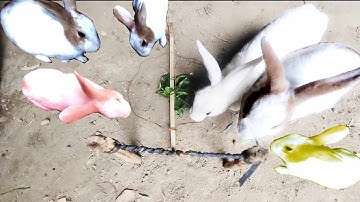 How To Make A Rabbit Trap In Under 5 Minutes || Easy Rabbit Trap || Simple Rabbit Trap #rabbit