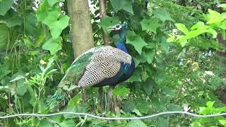 Beautiful Peacock @Reason to visit Nepal