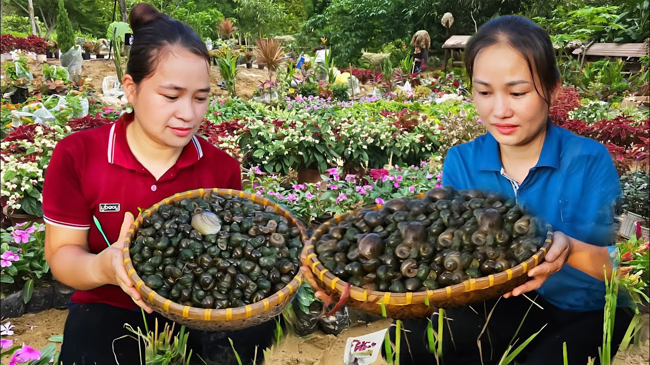 Harvesting Stuffed Snails With Ly Phuc An Goes To Market Sell -Cooking for Family - Ly Thi Ca