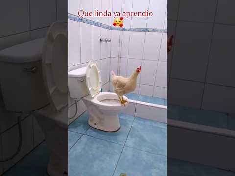 gallina en el baño 💩 #gallina #gallinas #mascotas #funny