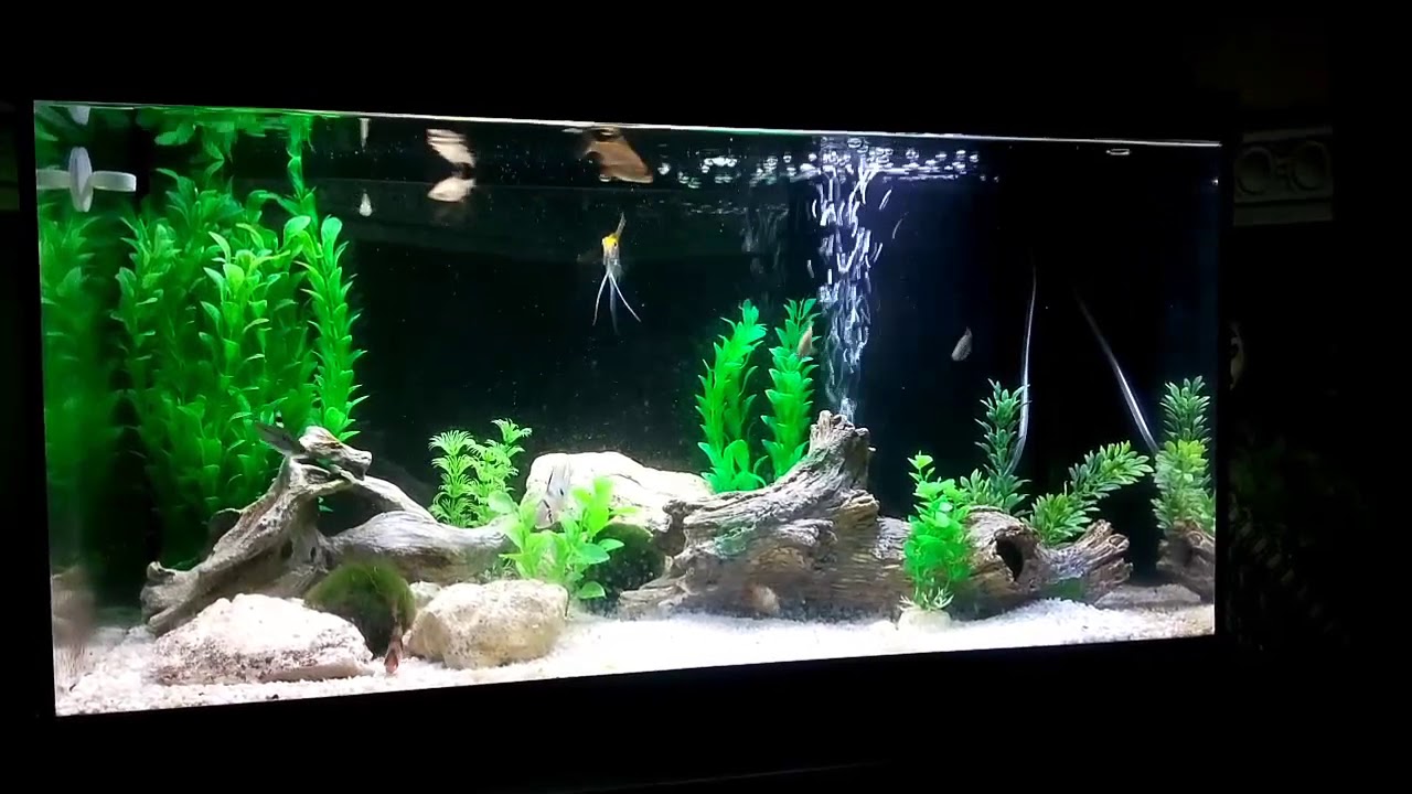 video editing software free 20 Gallon community tank (updated)