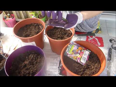 Video: Clarkia (76 Fotos): Plantando Y Cuidando Flores, Creciendo A Partir De Semillas En Un Macizo De Flores. ¿Qué Aspecto Tienen Las Semillas Y Cómo Se Recolectan?