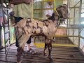 shirohi goats kids for sale in moodbidri mangalore udupi 9901320578 best breed
