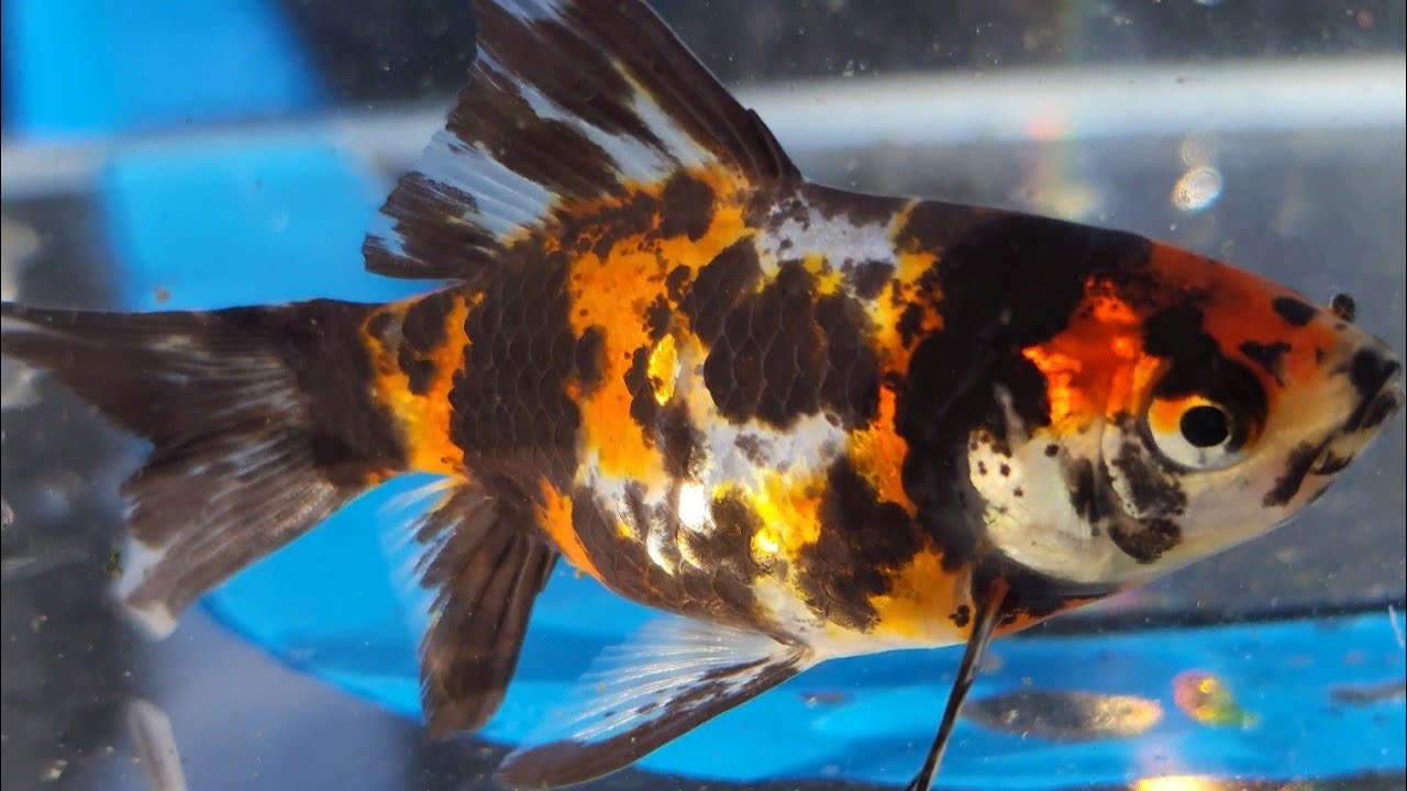家の子紹介！第一回 墨朱文金 うちの金魚を見せます！ - YouTube