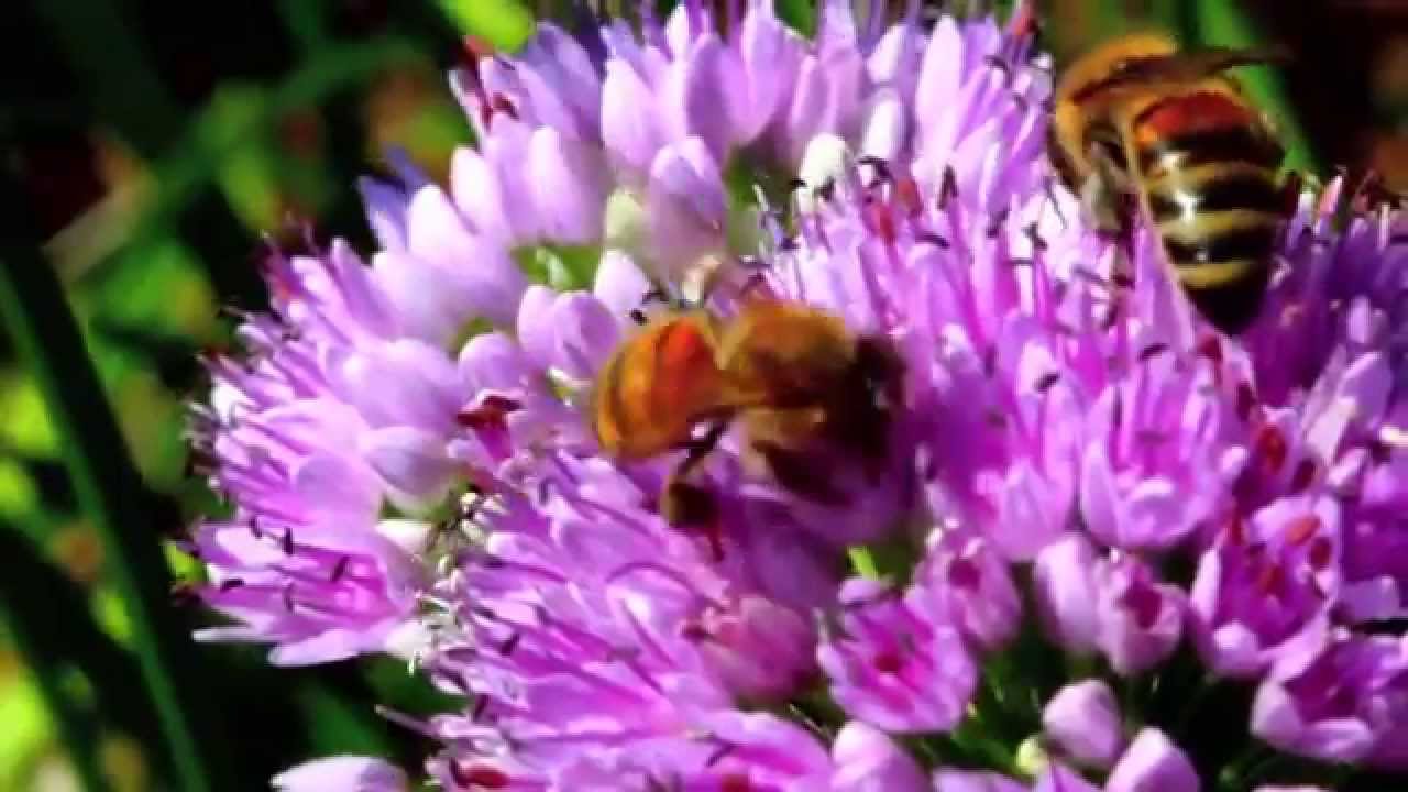 Radar Detector - The First Sunbeam