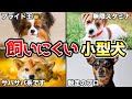 【初心者は注意】実は飼育が難しい小型犬5選!