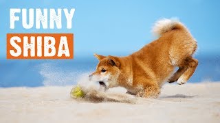 Funny Cute Shiba Inu Compilation 2019 by I Love My Dog 2,503 views 4 years ago 5 minutes, 15 seconds