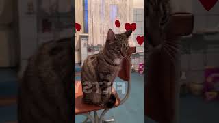 влюблённый котик#смешно#funny#cat#подпишись
