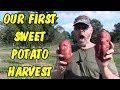 Our first sweet potato experiment & harvest - feeding chickens too.