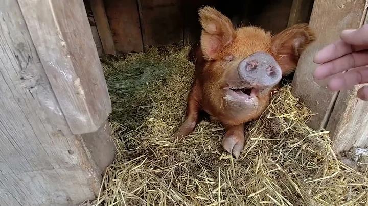 Happy pig making happy noises in her home!