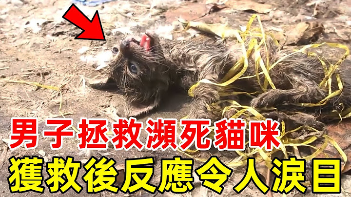 猫咪被主人捆绑后丢弃，幸好善良小哥出手救援，获救之后反应令人泪目！ |#流浪猫 #动物救援 #小猫 #温暖 #暖心 #正能量 #报恩 - 天天要闻