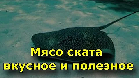 Мясо ската является вкусным и полезным для здоровья