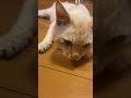 なんかかっけぇ。#shorts