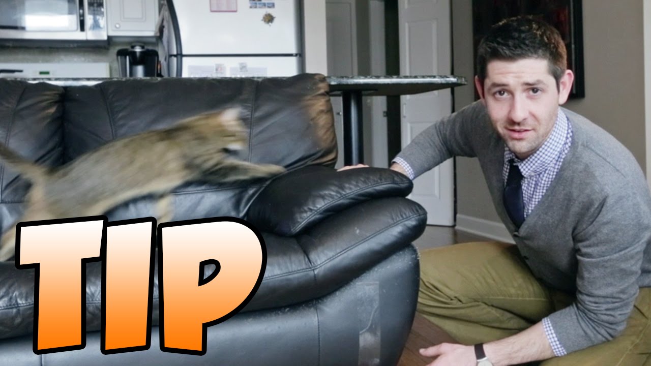 stopping cats from scratching furniture