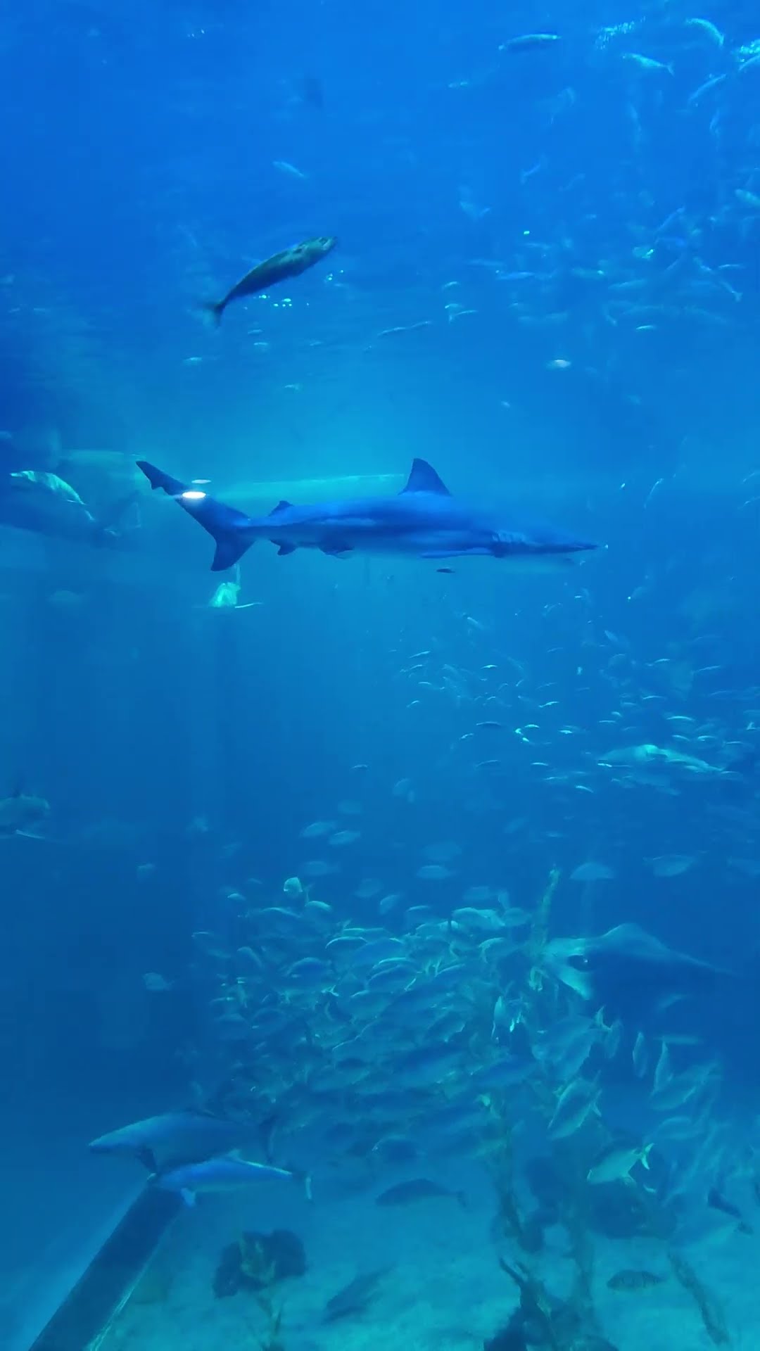 Aqua Planet Jeju Jeju English Taxi Tour YouTube Aqua Planet Jeju Jeju English Taxi Tour YouTube