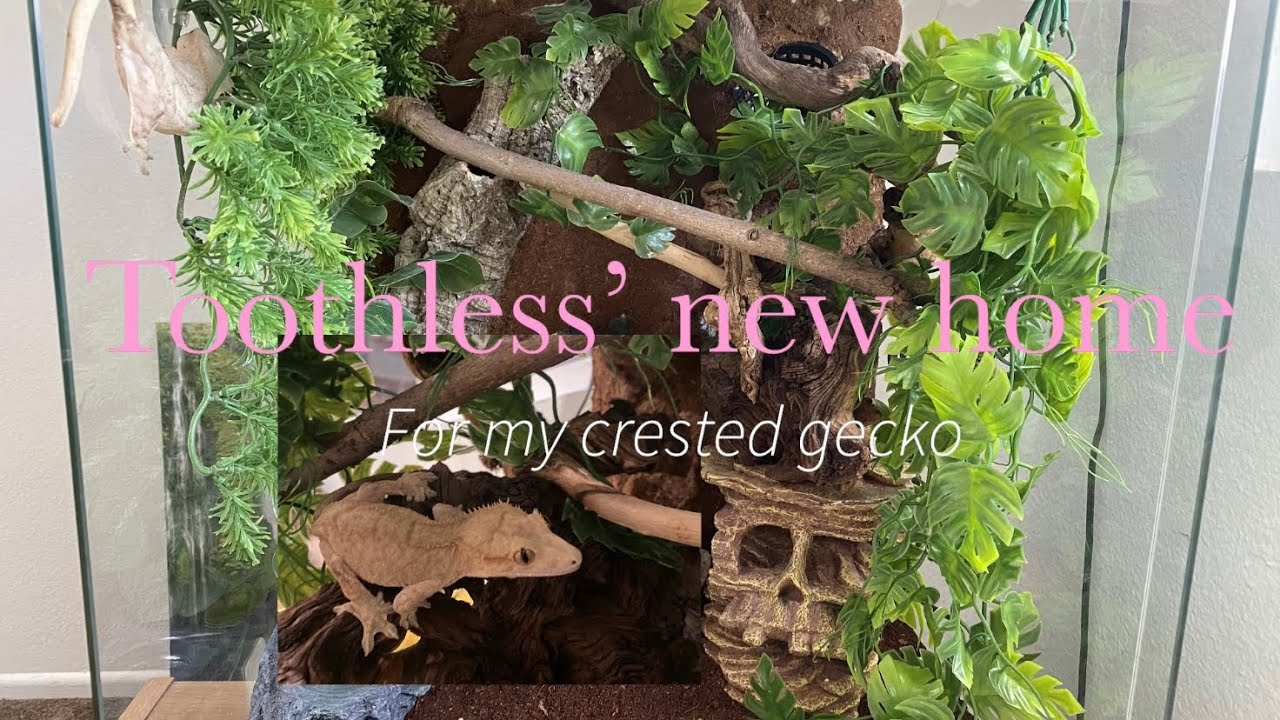 Upgrading my crested geckos enclosure🦎 - YouTube