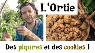 Ortie piqûre et cookies