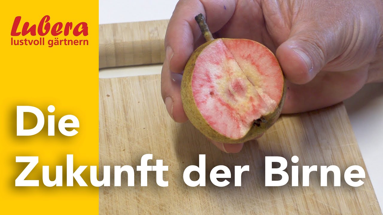 Die Zukunft der Birnen: Die Ziele von Lubera bei der Birnenzüchtung