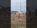 Mannie vivió durante años aislado en un parque temático en Países Bajos.