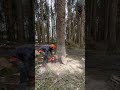 First Large Sitka spruce sweep cut &amp; bore out the sink first…check it out 🌲👀 #training #chainsaw