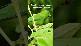 #спокойствие #гармония #peacewithin #selfacceptance #мудраякапля #relaxingmusic #relaxing #music
