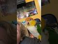 Puffman Mad Mom Didn’t Buy Blackberries! #caique #caiqueparrot #parrots #birds