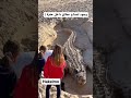 وجود تمساح عملاق داخل حفره 
