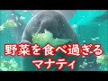沖縄美ら海水族館の野菜を食べ過ぎるマナティ(Manatee Churaumi Aquarium）